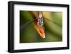 Dragonfly, Osa Peninsula, Costa Rica-null-Framed Photographic Print