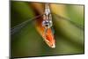 Dragonfly, Osa Peninsula, Costa Rica-null-Mounted Photographic Print