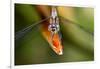 Dragonfly, Osa Peninsula, Costa Rica-null-Framed Photographic Print