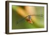 Dragonfly, Osa Peninsula, Costa Rica-null-Framed Photographic Print