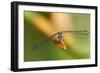 Dragonfly, Osa Peninsula, Costa Rica-null-Framed Photographic Print