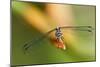 Dragonfly, Osa Peninsula, Costa Rica-null-Mounted Photographic Print