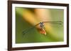 Dragonfly, Osa Peninsula, Costa Rica-null-Framed Photographic Print