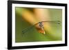 Dragonfly, Osa Peninsula, Costa Rica-null-Framed Photographic Print