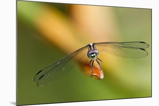 Dragonfly, Osa Peninsula, Costa Rica-null-Mounted Photographic Print