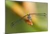 Dragonfly, Osa Peninsula, Costa Rica-null-Mounted Photographic Print