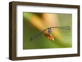 Dragonfly, Osa Peninsula, Costa Rica-null-Framed Photographic Print