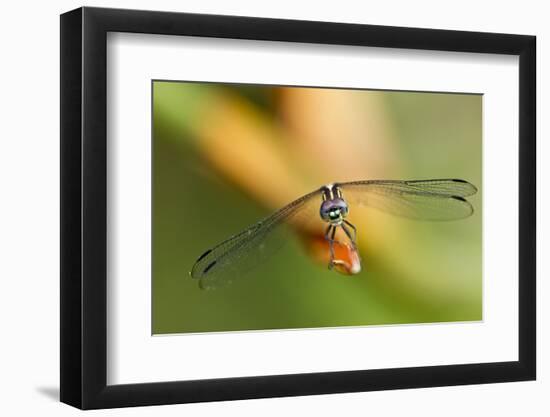 Dragonfly, Osa Peninsula, Costa Rica-null-Framed Photographic Print