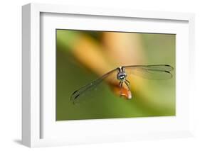 Dragonfly, Osa Peninsula, Costa Rica-null-Framed Photographic Print