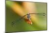Dragonfly, Osa Peninsula, Costa Rica-null-Mounted Photographic Print