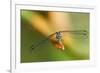 Dragonfly, Osa Peninsula, Costa Rica-null-Framed Photographic Print