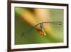 Dragonfly, Osa Peninsula, Costa Rica-null-Framed Photographic Print