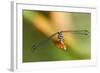 Dragonfly, Osa Peninsula, Costa Rica-null-Framed Photographic Print