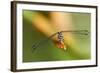 Dragonfly, Osa Peninsula, Costa Rica-null-Framed Photographic Print