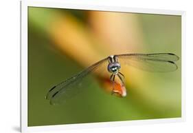 Dragonfly, Osa Peninsula, Costa Rica-null-Framed Photographic Print