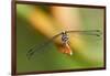 Dragonfly, Osa Peninsula, Costa Rica-null-Framed Photographic Print