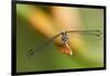 Dragonfly, Osa Peninsula, Costa Rica-null-Framed Photographic Print