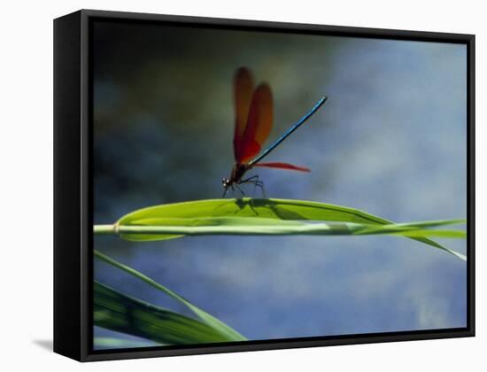 Dragonfly Perching on Grass-null-Framed Stretched Canvas