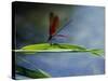 Dragonfly Perching on Grass-null-Stretched Canvas