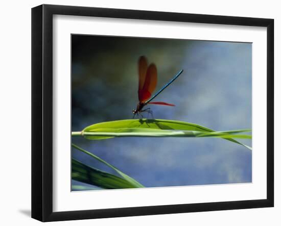 Dragonfly Perching on Grass-null-Framed Photographic Print