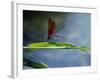 Dragonfly Perching on Grass-null-Framed Photographic Print