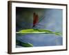 Dragonfly Perching on Grass-null-Framed Photographic Print
