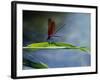 Dragonfly Perching on Grass-null-Framed Photographic Print