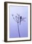 Dragonfly, Plant, [M-Herbert Kehrer-Framed Photographic Print