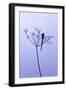 Dragonfly, Plant, [M-Herbert Kehrer-Framed Photographic Print