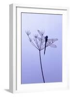 Dragonfly, Plant, [M-Herbert Kehrer-Framed Photographic Print