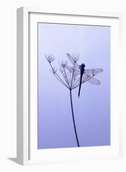 Dragonfly, Plant, [M-Herbert Kehrer-Framed Photographic Print