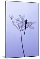 Dragonfly, Plant, [M-Herbert Kehrer-Mounted Photographic Print