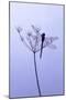 Dragonfly, Plant, [M-Herbert Kehrer-Mounted Photographic Print