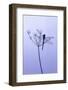 Dragonfly, Plant, [M-Herbert Kehrer-Framed Photographic Print