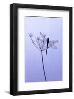 Dragonfly, Plant, [M-Herbert Kehrer-Framed Photographic Print