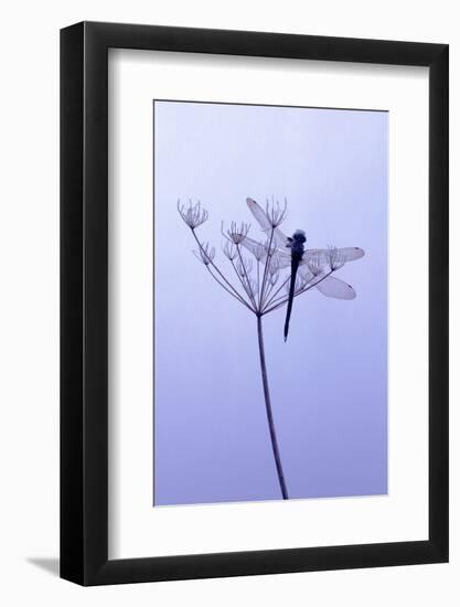 Dragonfly, Plant, [M-Herbert Kehrer-Framed Photographic Print