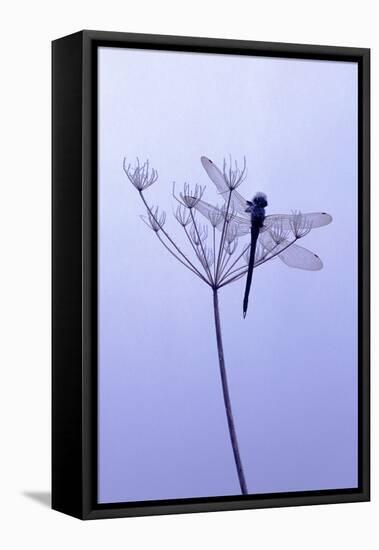 Dragonfly, Plant, [M-Herbert Kehrer-Framed Stretched Canvas