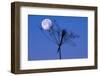 Dragonfly, Plant, Silhouette, Moon-Herbert Kehrer-Framed Photographic Print