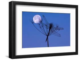 Dragonfly, Plant, Silhouette, Moon-Herbert Kehrer-Framed Photographic Print