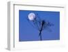 Dragonfly, Plant, Silhouette, Moon-Herbert Kehrer-Framed Photographic Print