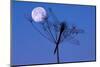 Dragonfly, Plant, Silhouette, Moon-Herbert Kehrer-Mounted Photographic Print