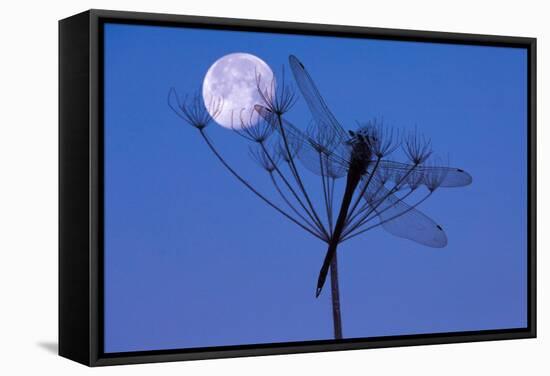 Dragonfly, Plant, Silhouette, Moon-Herbert Kehrer-Framed Stretched Canvas