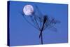 Dragonfly, Plant, Silhouette, Moon-Herbert Kehrer-Stretched Canvas