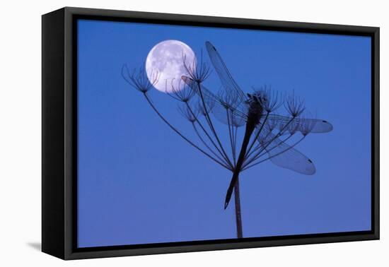 Dragonfly, Plant, Silhouette, Moon-Herbert Kehrer-Framed Stretched Canvas