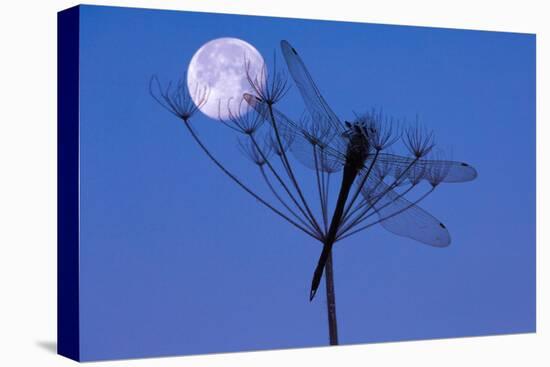 Dragonfly, Plant, Silhouette, Moon-Herbert Kehrer-Stretched Canvas