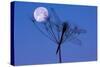 Dragonfly, Plant, Silhouette, Moon-Herbert Kehrer-Stretched Canvas