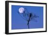 Dragonfly, Plant, Silhouette, Moon-Herbert Kehrer-Framed Photographic Print