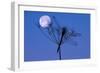 Dragonfly, Plant, Silhouette, Moon-Herbert Kehrer-Framed Photographic Print