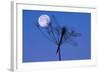 Dragonfly, Plant, Silhouette, Moon-Herbert Kehrer-Framed Photographic Print