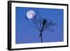 Dragonfly, Plant, Silhouette, Moon-Herbert Kehrer-Framed Photographic Print